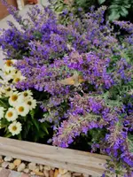 IMG_20250717_173618.webp