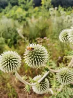 IMG_20250717_161446.webp