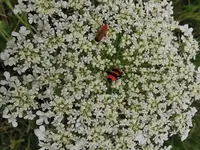 IMG_20250710_164633.webp