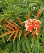 IMG_20250716_162318.webp