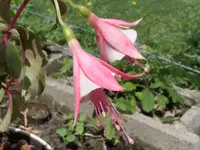 2025FuchsiCS1.webp