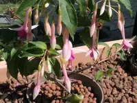 2025FuchsiFP1.webp