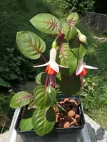 2025FuchsiGal1.webp