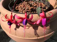 2025FuchsiNBS1.webp