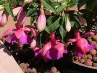 2025FuchsiObi1.webp