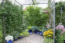 Rosenlaube    0825.webp