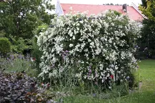 Rosenlaube    0525.webp