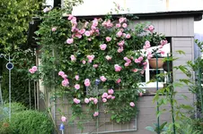Rose Hl.Elisabeth    1025.webp