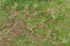 Segge_Rhizome 20200429.webp