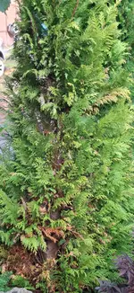 20250719_091151.webp