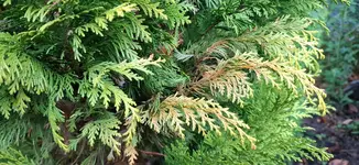 20250719_092009.webp