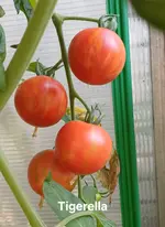 20250719_103032.webp