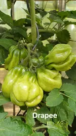 20250719_103109.webp