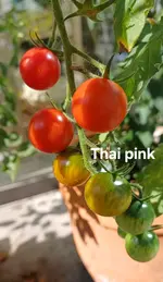 20250719_103227.webp