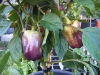 Blot 19.07 (2).webp
