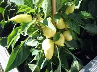 Feher Hochbeetwürfel 19.07 (1).webp