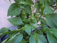 Hamik 19.07 (2).webp