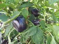 aus Mavras F1 aufgespaltet 19.07.25.webp