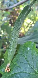 20250719_151956.webp