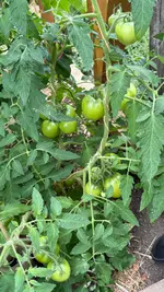 IMG_5163.webp