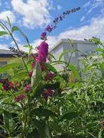 IMG_20250717_133549.webp