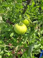 20250720_103531.webp