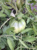 20250720_103723.webp
