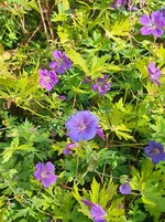 20250720_100017.webp