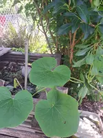 20250720_095934.webp