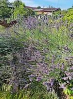 20250720_093649.webp
