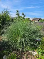 20250720_093643.webp