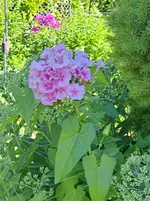 20250720_092401.webp