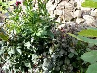001.webp