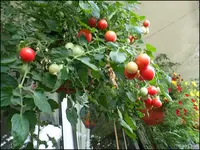 c083.webp