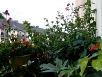 001.webp