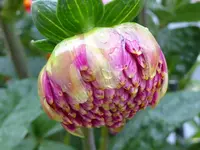 010.webp