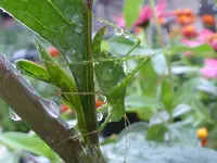 004.webp