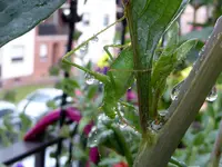 005.webp