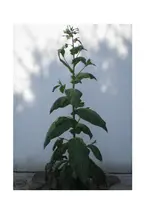 Nicotiana tabacum 1.webp