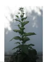 Nicotiana tabacum 2.webp