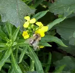20.webp