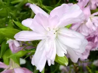 21.webp