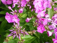 25.webp