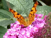 31.webp