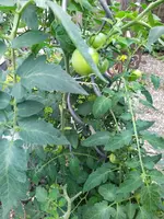 IMG_20250723_113139.webp