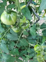 IMG_20250723_113150_1.webp