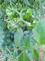 IMG_20250723_113211_1.webp
