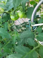 IMG_20250723_113331_1.webp