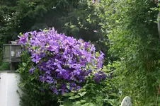 Cl. Jackmanni Superb0219.webp