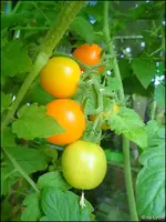 c086.webp